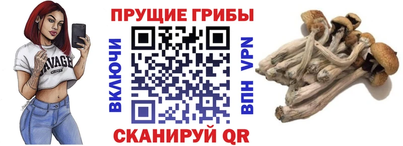 Купить где  Волчанск  Галлюциногенные грибы Psilocybine cubensis 